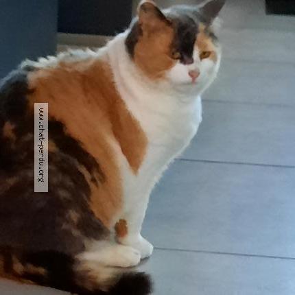 Foto 1/1 prunelle Chat perdido en Irai