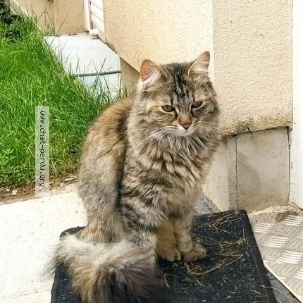 Foto 1/1 Pistache Chat perdido en Chantraine