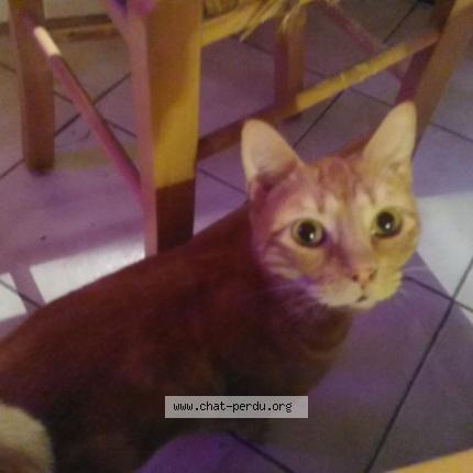 Foto 1/1 Globule Chat perdido en Nimes