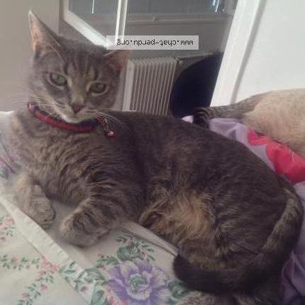 Foto 1/5 HADA Chat perdido en Brignais