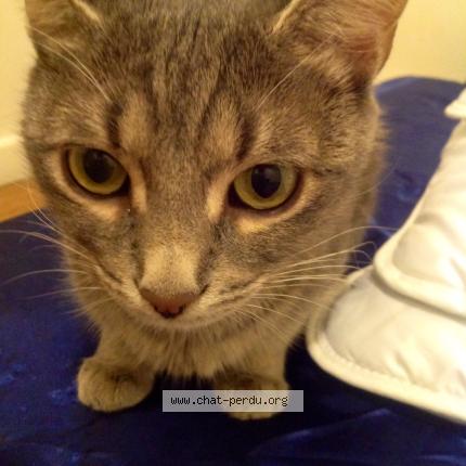 Foto 2/5 HADA Chat perdido en Brignais