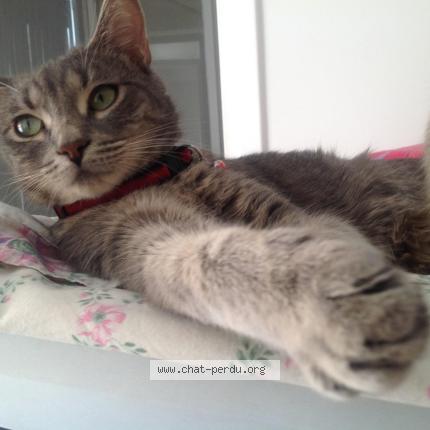 Foto 3/5 HADA Chat perdido en Brignais