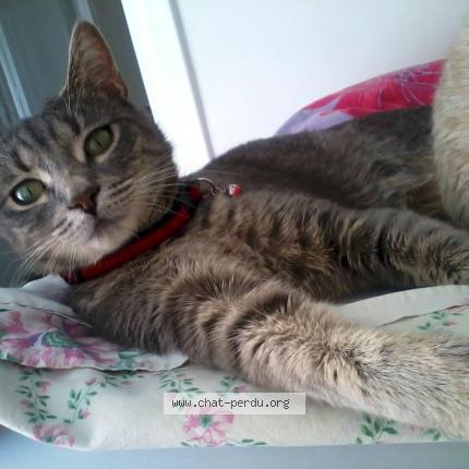 Foto 4/5 HADA Chat perdido en Brignais