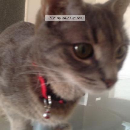 Foto 5/5 HADA Chat perdido en Brignais