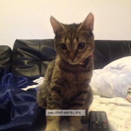 Foto 1/4 DANA Chat perdido en Brignais