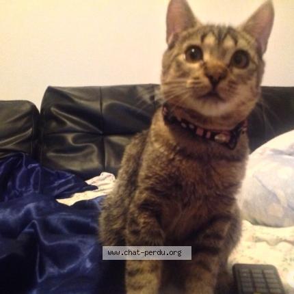 Foto 2/4 DANA Chat perdido en Brignais