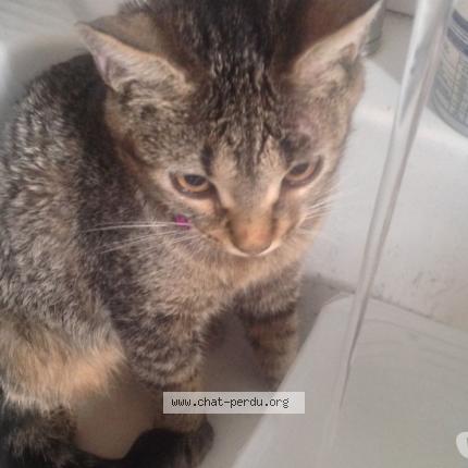 Foto 4/4 DANA Chat perdido en Brignais