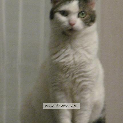 Foto 1/1 Chléo Chat perdido en Creteil