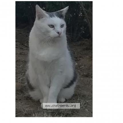 Foto 1/2 Kim Chat perdido en Creteil