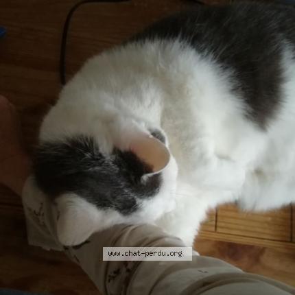 Foto 2/2 Kim Chat perdido en Creteil