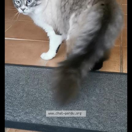 Foto 1/1 MOON Chat perdido en Cipieres