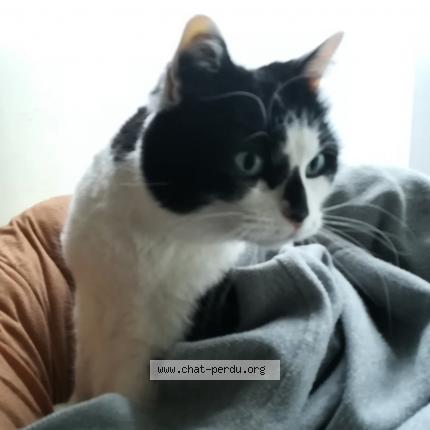 Foto 1/1 Bambou Chat perdido en Creteil