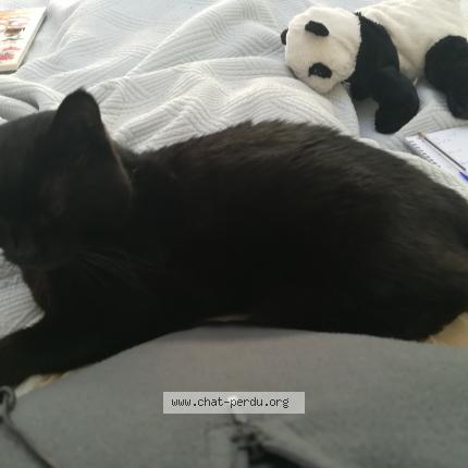 Foto 1/1 Léa Chat perdido en Creteil