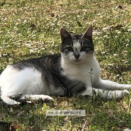 Foto 1/1 Iris Chat perdido en Septfonds