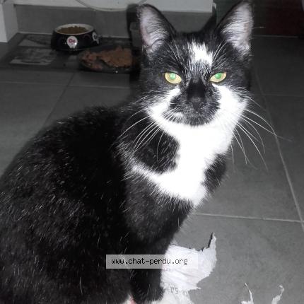 Foto 1/1 NOIRAUDE Chat perdido en Montmorency