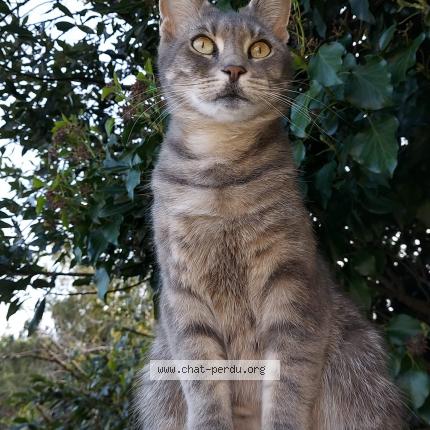 Foto 1/1 Nora Chat perdido en Pessac