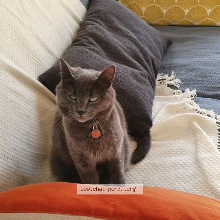 Foto 1/1 Popie Chat perdido en Tours