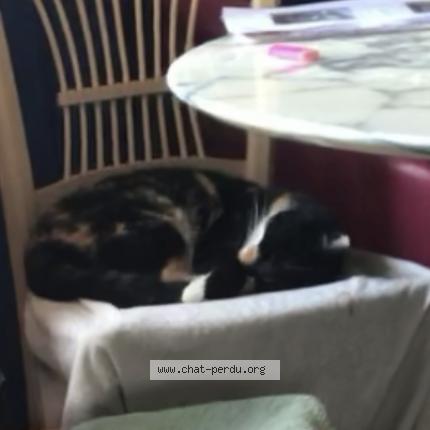 Foto 1/1 Caline Chat perdido en Lagrand