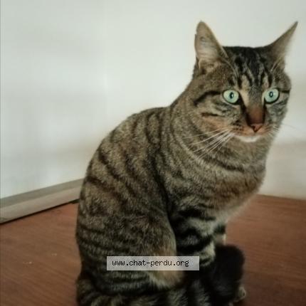 Foto 1/1 Platon Chat perdido en Quarre les tombes