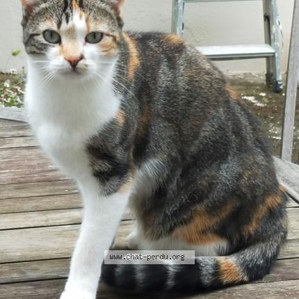 Foto 1/1 Pixel Chat perdido en Nantes