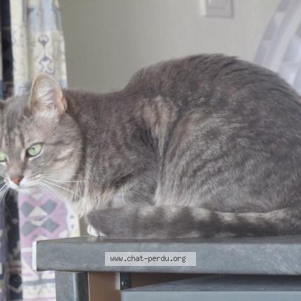 Foto 1/1 Cosette Chat perdido en St berthevin