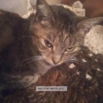 Foto 1/1 MOUSTIQUE Chat perdido en Pruillie le chetif