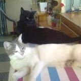 Foto del gato perdido en Ollioules