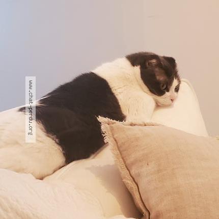 Foto 1/1 Mademoiselle linotte Chat perdido en Mont rolland