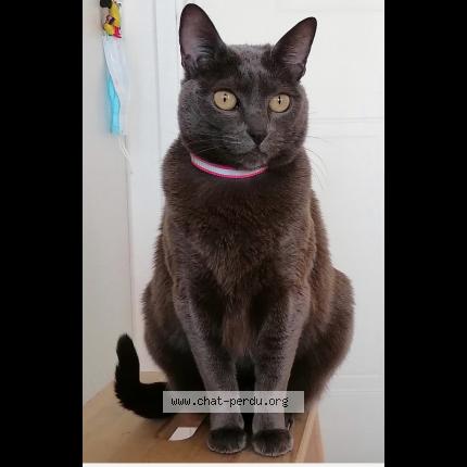 Foto 1/1 La Crotte ou Mi&uuml;do Chat perdido en Le port marly