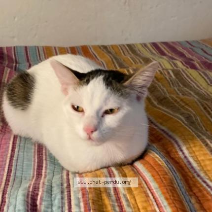 Foto 1/1 Molly Chat perdido en Vitry sur seine