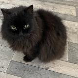 Foto del gato perdido en Mougins