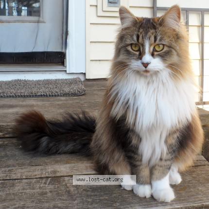 Foto 1/1 Jasmine Chat perdido en Wisc rapids