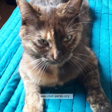 Foto 1/1 BISCOTTE Chat perdido en Oberhausbergen