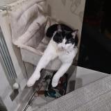 Foto del gato perdido en Sevran