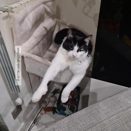 Foto 1/1 Steecky Chat perdido en Sevran