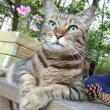 Foto del gato perdido en Sanilhac