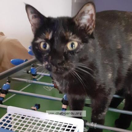 Foto 1/1 CALLIE Chat perdido en Saint andre de sangonis