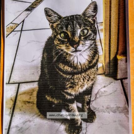 Foto 1/1 NAO Chat perdido en Nantes