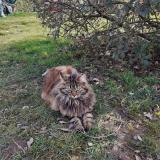 Foto del gato perdido en Marmagne