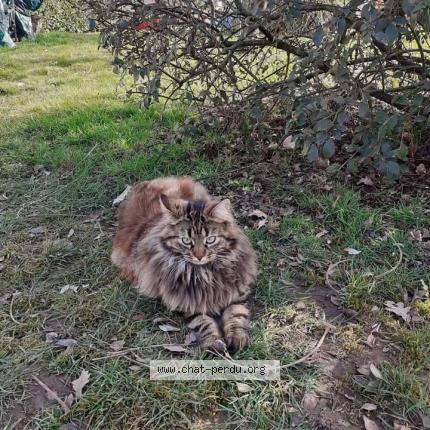 Foto 1/1 Rebelle Chat perdido en Marmagne