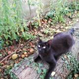 Foto del gato perdido en Lully