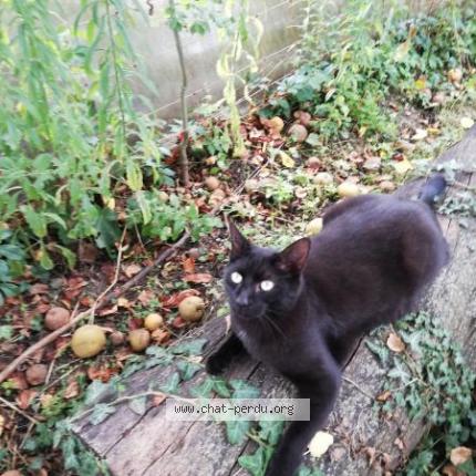 Foto 1/1 Gribouille Chat perdido en Lully