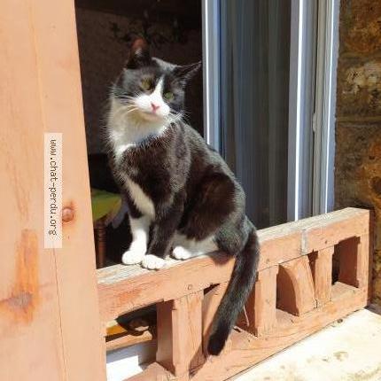 Foto 1/1 Frimousse Chat perdido en Vert le grand