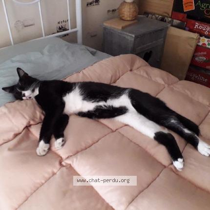 Foto 1/1 Metisse Chat perdido en Les milles