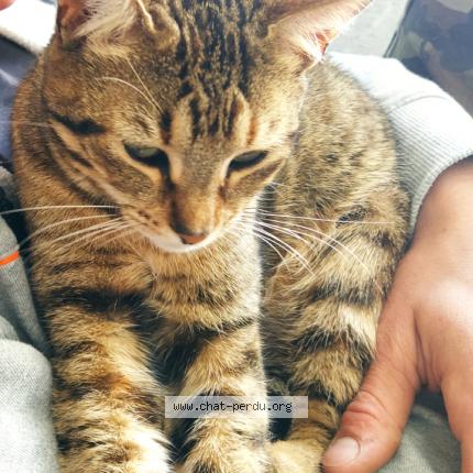 Foto 1/1 Lumo Chat perdido en Montmorillon