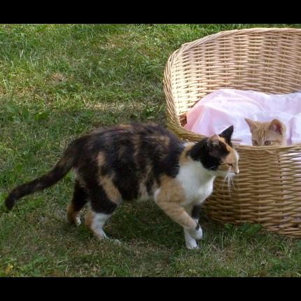 Foto 1/1 Mélodie Chat perdido en Clermont ferrand