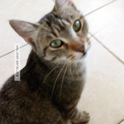 Foto 1/1 Penelope Chat perdido en Saint laurent des vignes