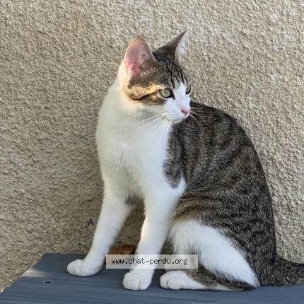 Foto 1/1 ABY Chat perdido en Chevanceaux