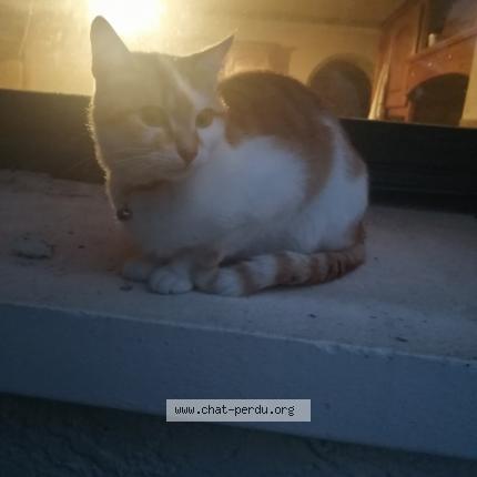 Foto 1/1 Coco Chat perdido en Pont de l arche