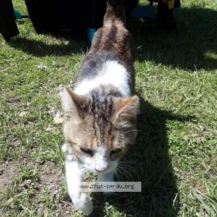 Foto 1/1 Ulysse Chat perdido en Wambrechies